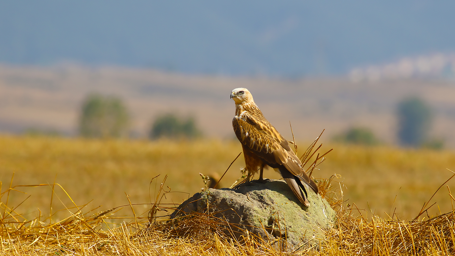 Long-legged Buzzard